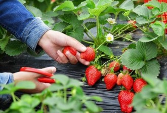 種植草莓的客戶案例